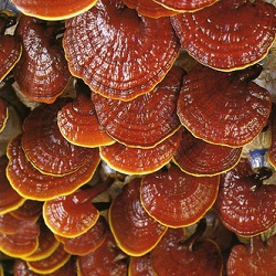 Лечебный гриб Рейши
